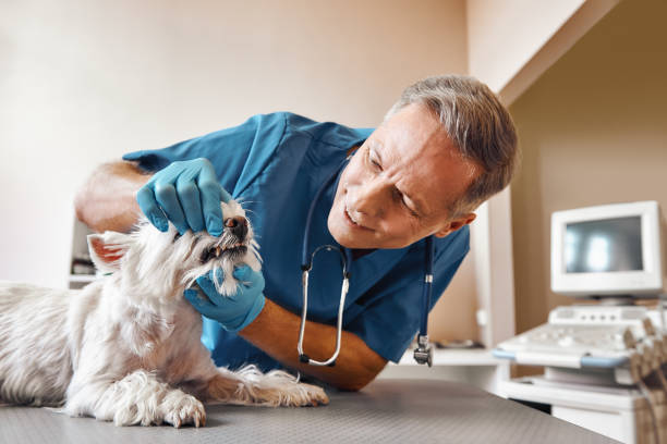 Best Emergency Gum Treatment in Provo, UT